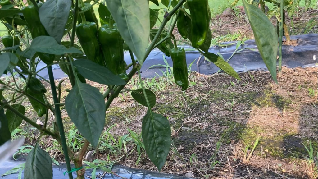 Re to Li 北軽井沢